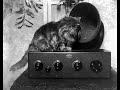 Norm Nathan’s Vault of Silliness w/Tony Nesbitt - Ep 286 - A Purrfect Broadcast