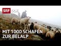 Die Schaftreiber vom Wallis | Kopf und Kragen für 1000 Schafe | Doku | SRF DOK