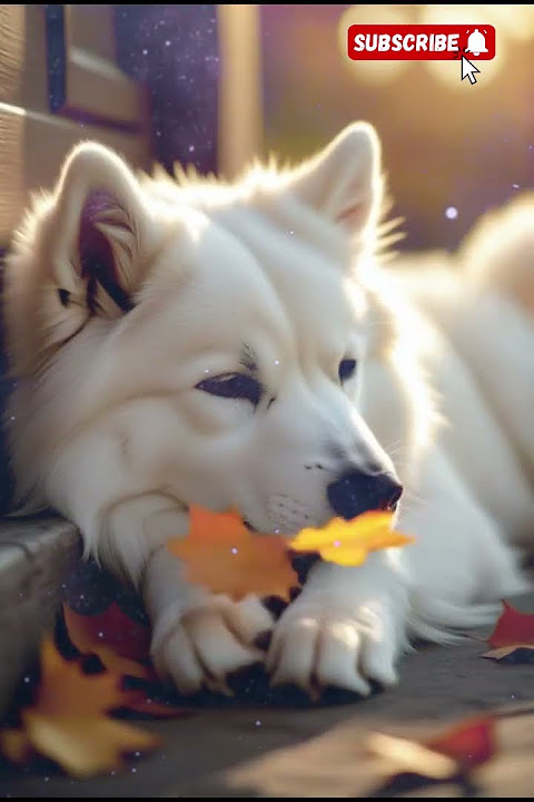 💔 Tragic Train Accident: Dog Reacts to Owner’s Death! #dog #usa #animals