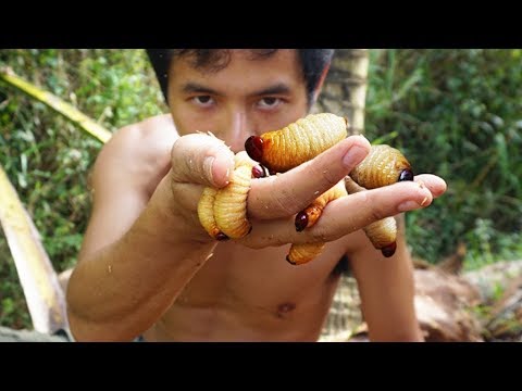 Vidéo: Qui mangent les larves ?