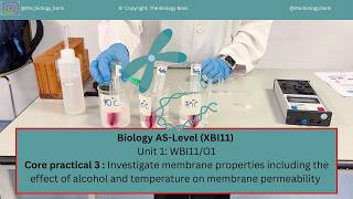 A-Level Biology Core Practical 3: Investigate membrane properties and the effect of ethanol