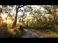 A solo hike at sunset  australian bush  virtual hike