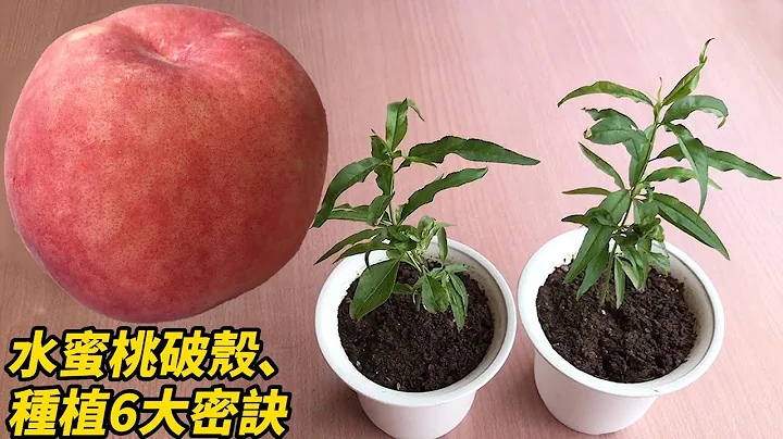 水蜜桃破壳、种植6大密诀 | 6 secrets of breaking the shell and planting peaches - 天天要闻