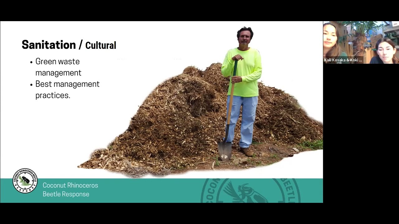 Coconut Rhinoceros Beetle Treatments