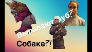 ВЫРЫВАЮТ ЗУБ СОБАКЕ//ПОСТОЯННЫЙ?!😥 ВЫРЫВАЮТ ЗУБ СОБАКЕ//ПОСТОЯННЫЙ?!😥