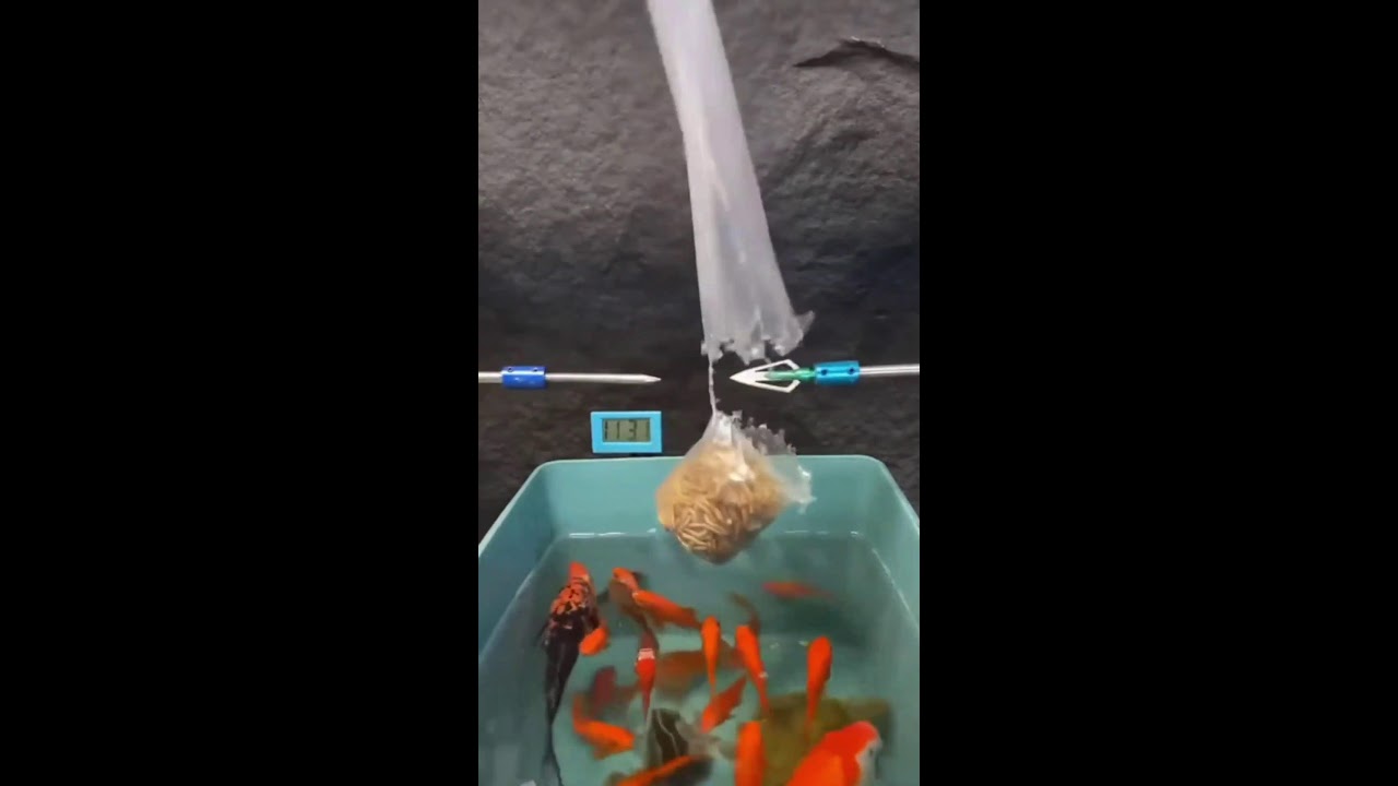 ИГРАЕМ НА СТРИМЕ ШОРТС