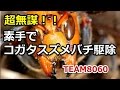 素手でコガタスズメバチを駆除！! 滋賀県 蒲生郡 竜王町「ドラゴンハット」 Japanese Giant Hornets Nest removal-Japanese BeeHive Hunter