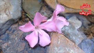 عمر الكبداني، أغنية نادرة
