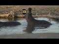 safariLIVE - Sunset Safari - August 05, 2019