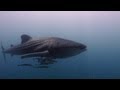Vilamendhoo Maldives (Diving) Impressions 2013 HD 1080p