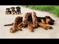 Riesige Python Greift Mutterhund an – Du Wirst Nicht Glauben, Wer zur Rettung Kam!