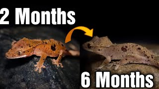 Want To Make Your Crested Gecko Double In Size? Watch This!