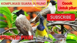 SUARA PIKAT SOGON DAN BURUNG LAINYA DENGAN SUARA KOMPLIKASI SUARA GENTILANG SOGON DAN CIBLEK