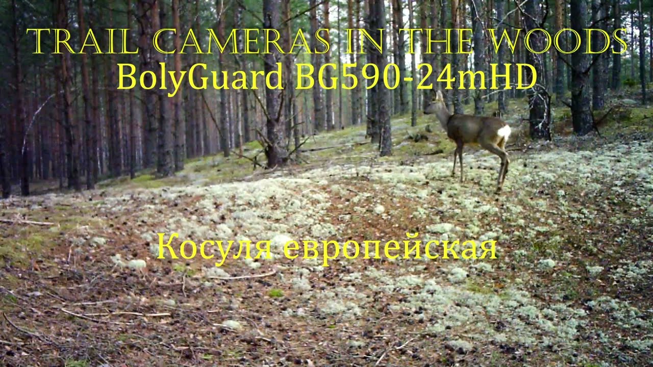 КОСУЛЯ Фотоловушка BOLYGUARD BG590-24mHD