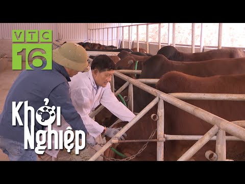 Trại bò đổ bệnh, nông hộ lo lắng | Khởi nghiệp 744 | VTC16
