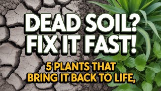 These 5 Plants Will Revive Dead Soil in Weeks: Try Them Today