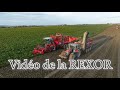 Arrachage de betteraves avec grimme rexor