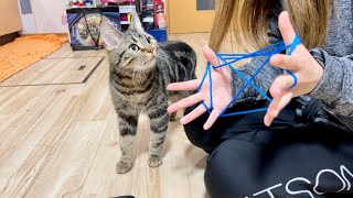 あやとりに夢中な飼い主を邪魔して怒られてしまった子猫w