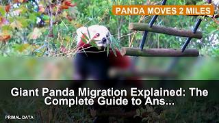 Giant Panda Migration Explained: The Complete Guide to An's Record-Breaking Journey