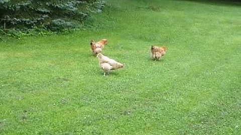 Chickens as Tick Control