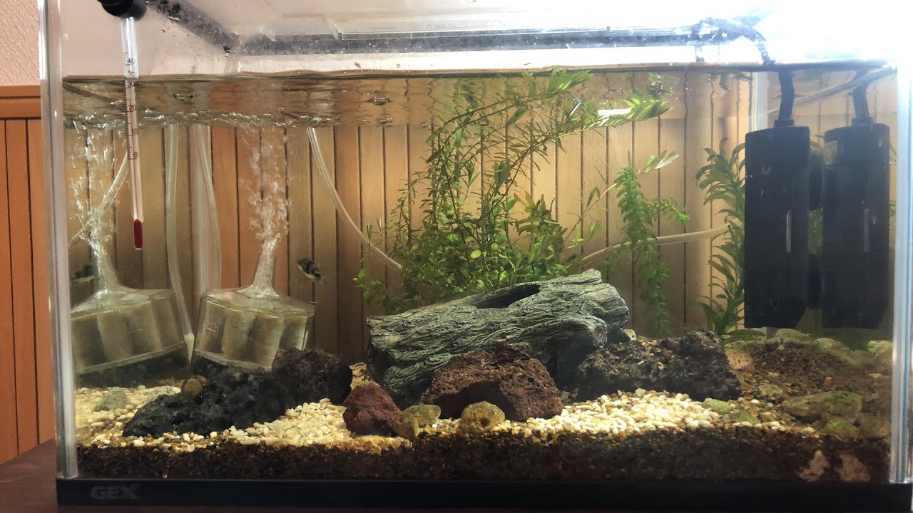 自宅のアクアリウムを公開 Youtube