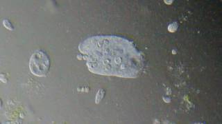Protist Whit Optika B-150