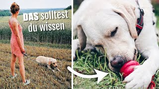 DARUM ist der Sommer für Hunde so gefährlich! + COOLE TIPPS | Hundevideo