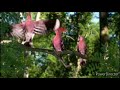 In The Night Garden Pink Bird Flapping Sound In The Night Garden Pink Bird Flapping Sound