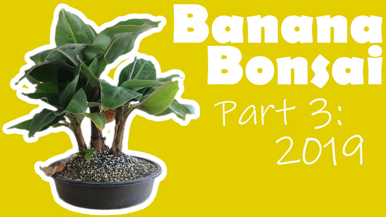 Banana Bonsai | Part 3: 2019 | Let it grow!