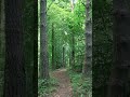 woodland - vertical test