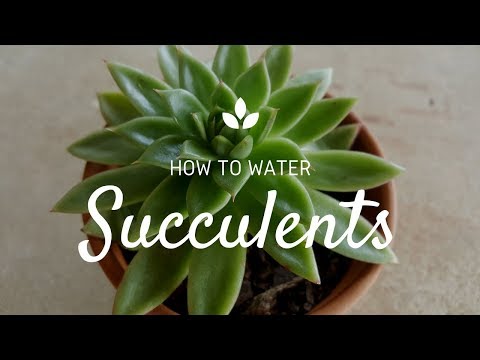 Comment faire pour l'eau Succulentes