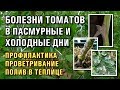 БОЛЕЗНИ ТОМАТОВ В ПАСМУРНЫЕ И ХОЛОДНЫЕ ДНИ, ПРОФИЛАКТИКА БОЛЕЗНЕЙ ПОМИДОРОВ (04-03-2019)