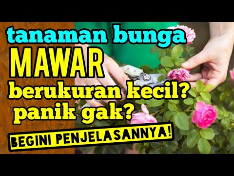 Video: Bagaimana Mereka Mempunyai Bunga Mawar Yang Mekar Di Marikh - Pandangan Alternatif