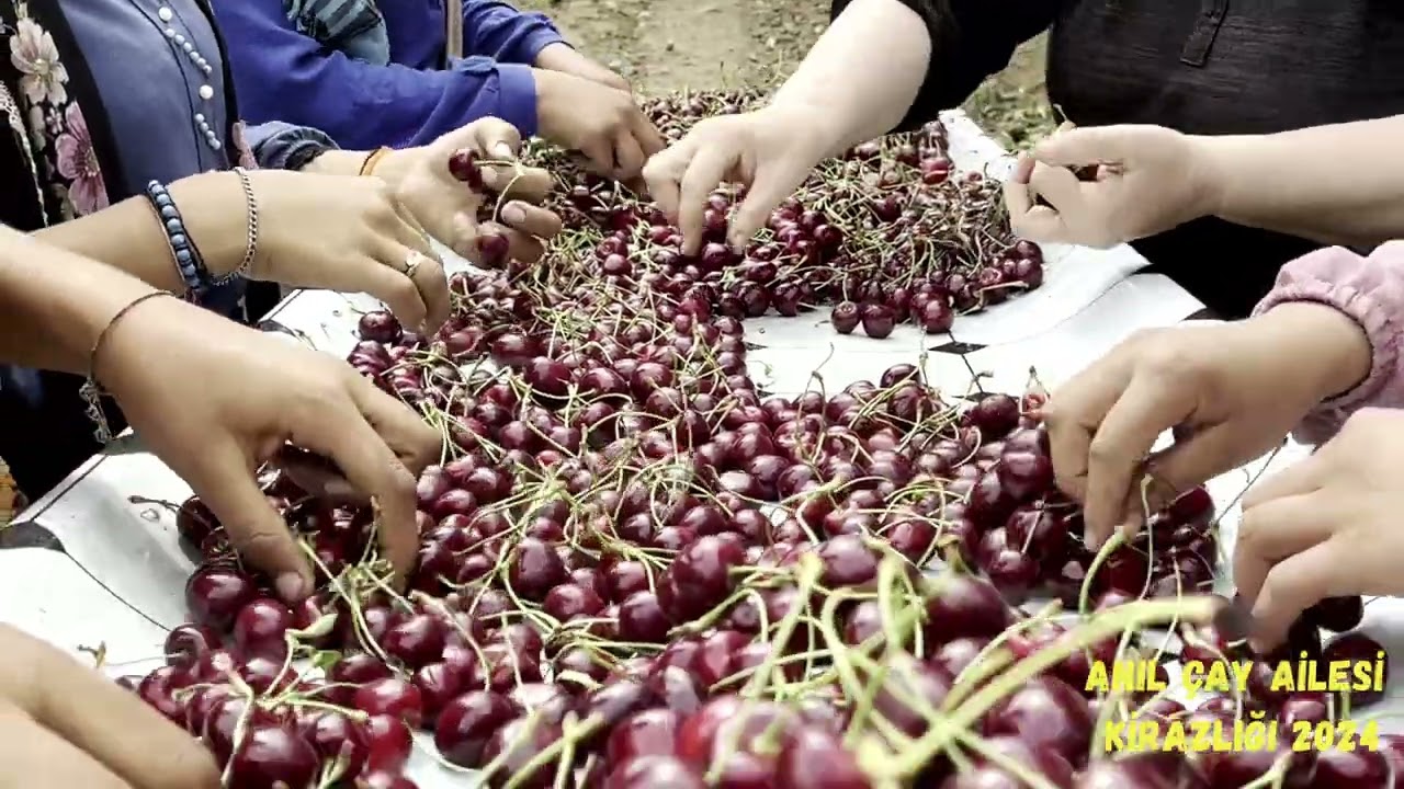 ÇAY AİLESİ KİRAZLIĞI 2024
