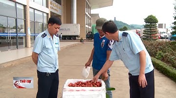 Trên 6,4 nghìn tấn quả vải xuất qua cửa khẩu Lào Cai