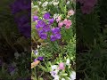 スモールベルの咲くお庭#flowers #庭作業 #nature #garden #gardening #植物 #ガーデニング