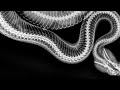 Mental Strategy for Letting Go | Year of the Snake Wisdom