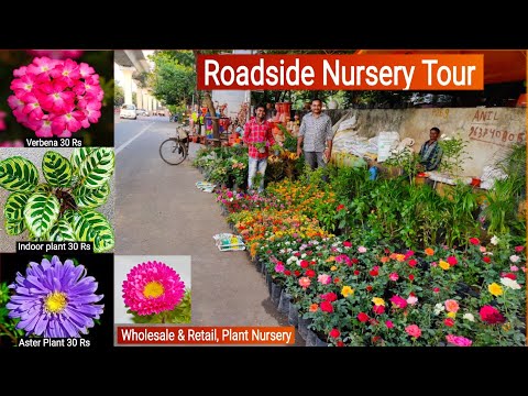 वीडियो: उत्तरी गुलाब, सजावटी पौधे की नर्सरी