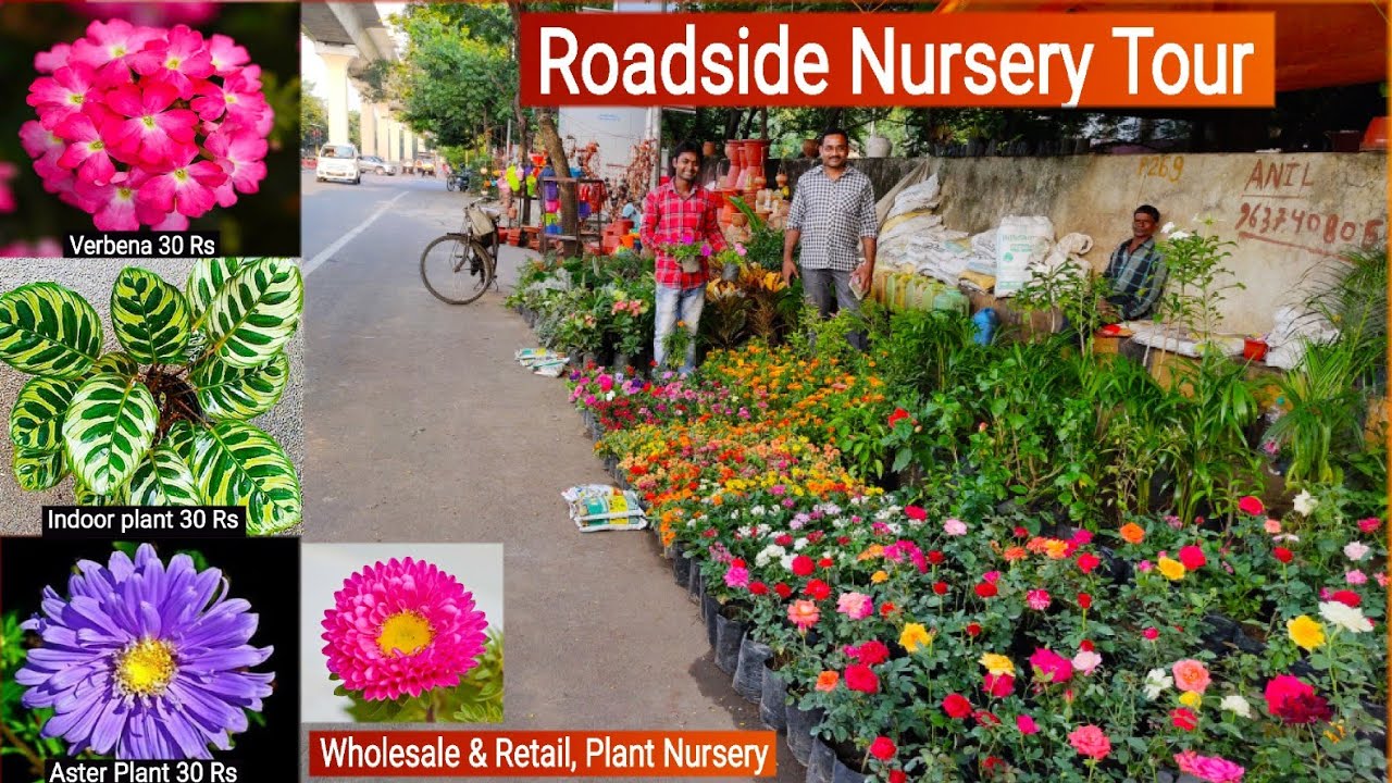 Roadside Plant Nursery Tour Plant Price Names Cheapest Plant Nursery Wholesale Plant Nursery Youtube