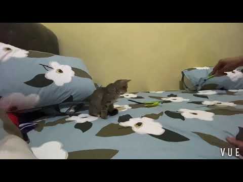 Kucing bermain