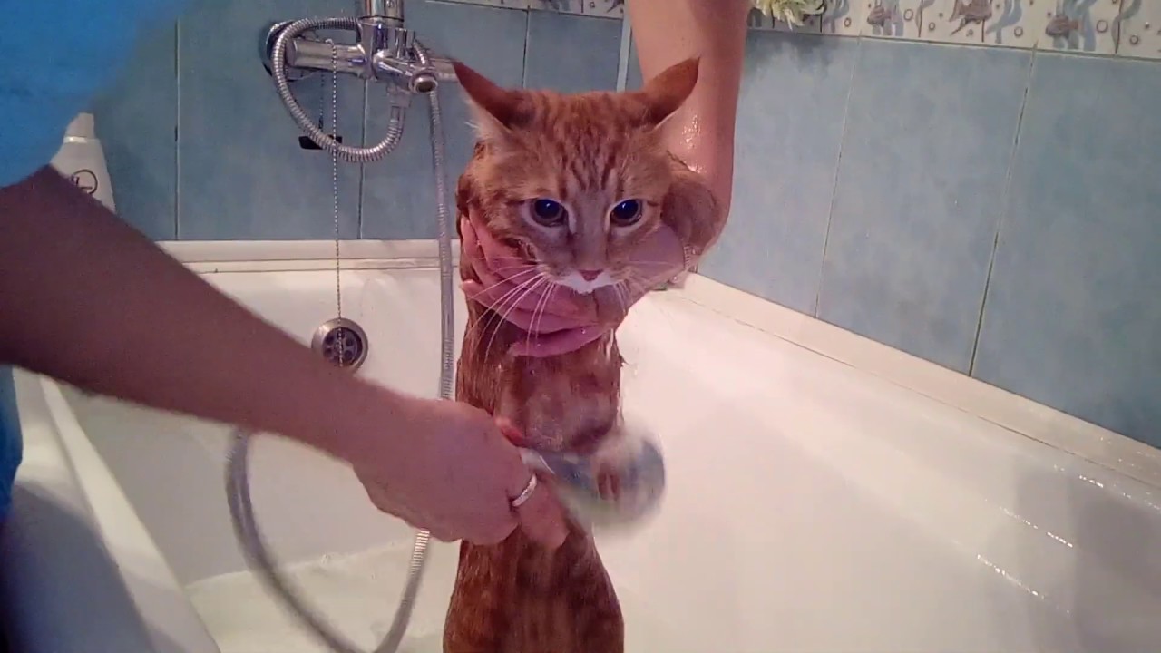 Кот в ванне говорит нормально. Кот в душе. Кот боится воды. Кот под душем. Мем с облитым котом под душем.