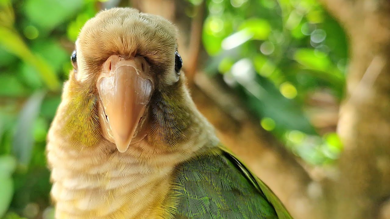 The sound of birds chirping in the morning is soothing : green cheek ...