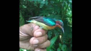SUARA PIKAT HANYA 5 MENIT BURUNG KOLIBRI DIJAMIN LANGSUNG NGUMPUL