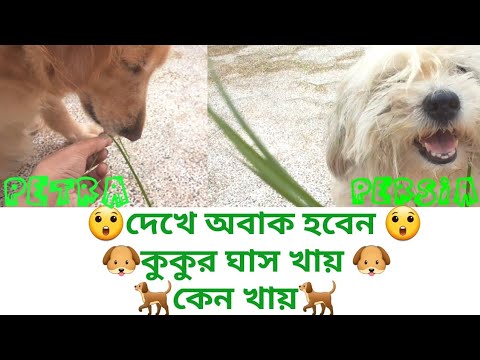 ভিডিও: একটি কুকুর ঘাস খায় কেন?