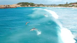 Dolphins Surfing & Jumping with relaxing Wave Crashing sounds