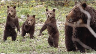 Wildlife Photography- Grizzly 399+3 -05/10/2013-Jackson Hole/Grand Teton Park/Yellowstone Park