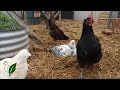 How to Keep Happy Healthy Chickens in Small Spaces