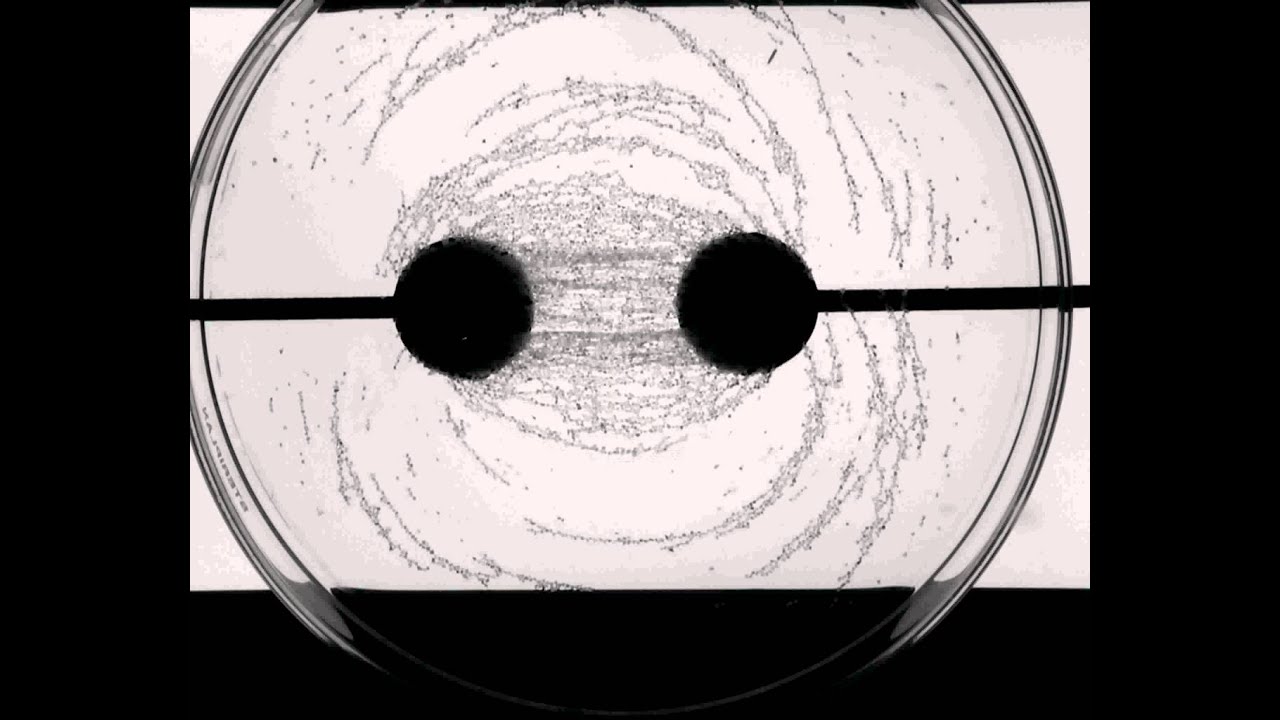 linee di forza 1.avi