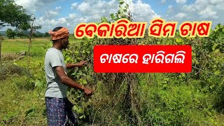 ବେକାରିଆ ଚାଷ ସିମ. ଚାଷରେ ହାରିଗଲି. #GreenParibar