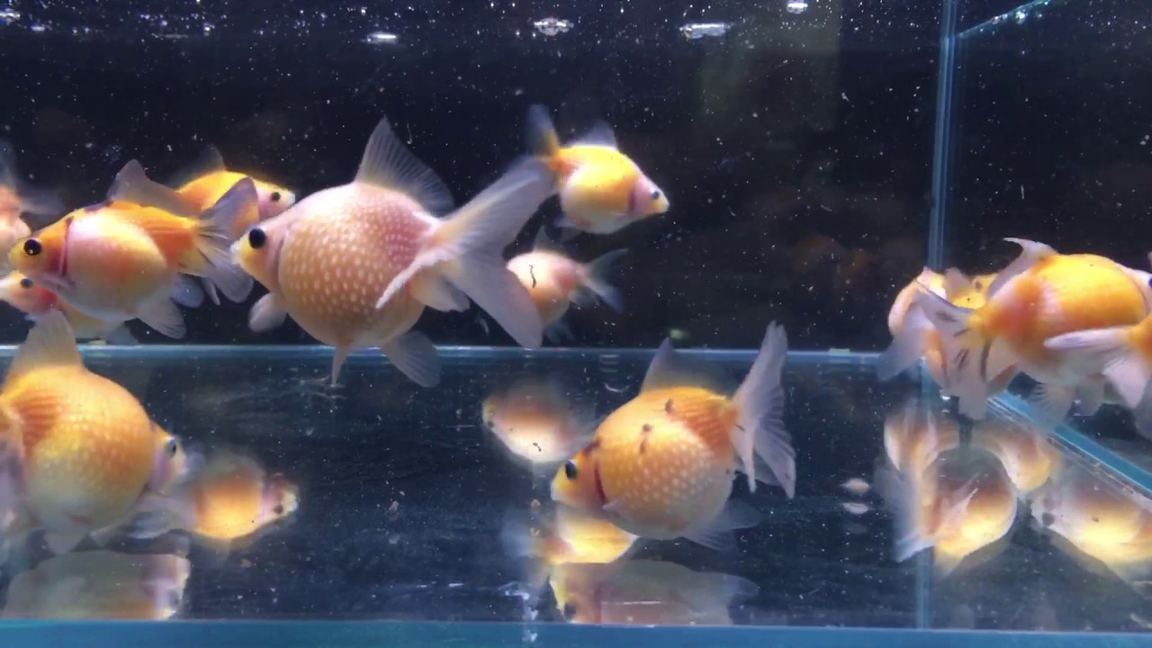 ピンポンパールってどんな金魚 飼い方や種類 注意点 寿命 餌 育て方など チンシュリンとは 本日も金魚日和